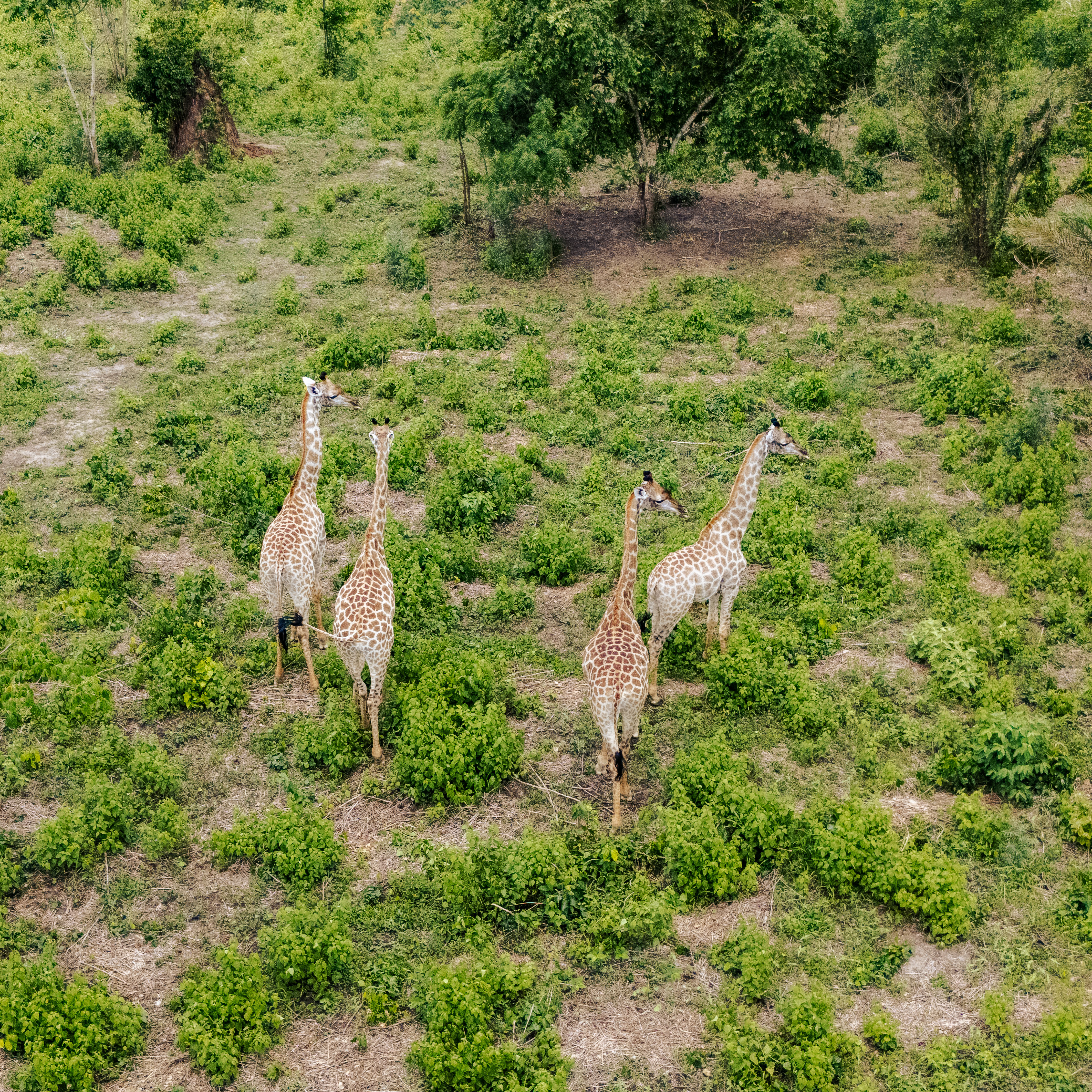 Giraffe Herd